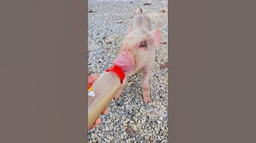 con heo đất , chú vịt con, con lợn éc, con cào cào , chú lợn dễ thương #cute