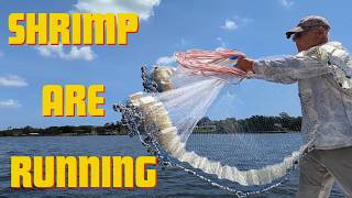 SHRIMP, are they HERE Catch & Cook