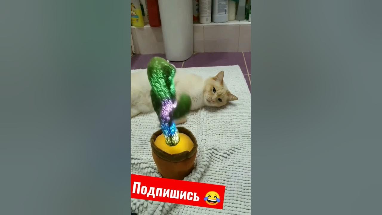 Котики милашки😍😂 - YouTube