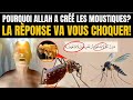 Pourquoi allah a til cr les moustiques  la rponse va vous choquer