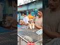 Pet Market Kolkata 😍/lowest price puppy dog/Gallif Street dogs #shorts #viral #dog #dogs #doglover