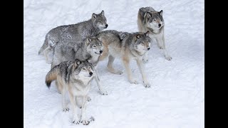Rescue Our Wolves