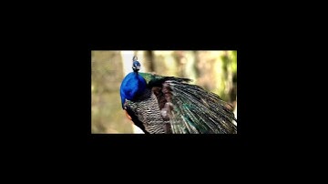 قرآن_سورة طه