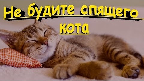 НЕ БУДИТЕ СПЯЩЕГО КОТА  DO NOT WAKE SLEEPING CAT