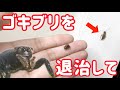 部屋に出たゴキブリの退治をハエトリグモに任せた結果