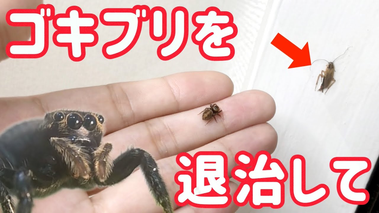 部屋に出たゴキブリの退治をハエトリグモに任せた結果