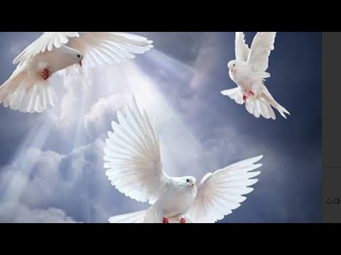 السيرة النبوية للاطفال الحلقة الثانية