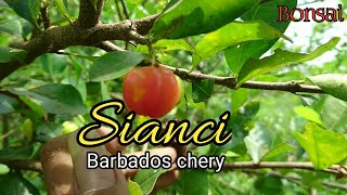 Mengenal Bonsai Sianci  Barbados Chery