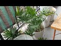 Tanya Iwamoto Vlog is live CLOUDY SUNDAY | 5/24/26