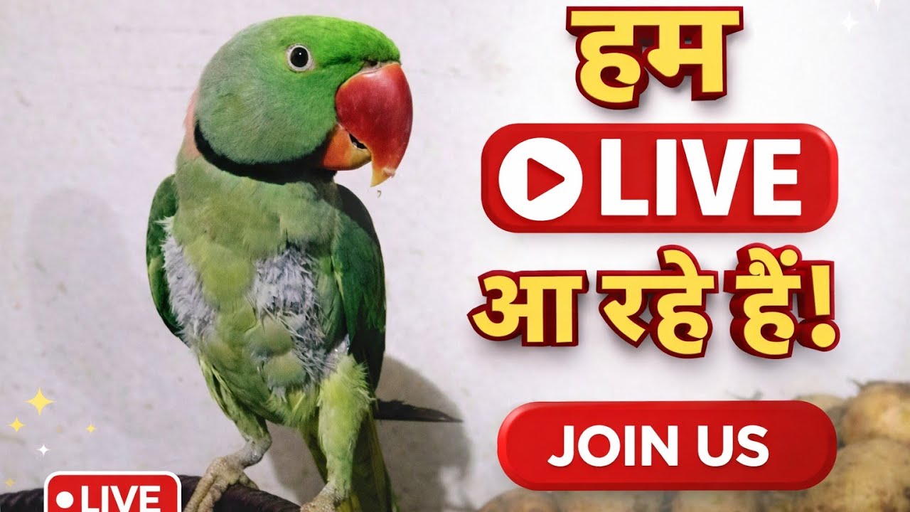 🦜 Ringneck Parrot Live | Aaj Hum Live Aa Rahe Hain!”