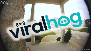 Dog's Zoomies Take Out Husband || ViralHog