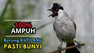 Suara Kutilang Gacor Terbaru 2025 Suara Jernih Ampuh Untuk Masteran Dan Pikat