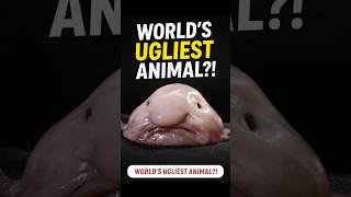 Blobfish Facts 🐟 The Ocean’s Funniest (and Lazies
