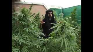 Jorge Cervantes - Ultimate Grow 3 Part 2