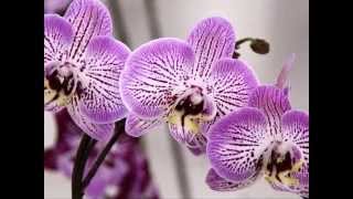 世界らん展　2015年　胡蝶蘭編