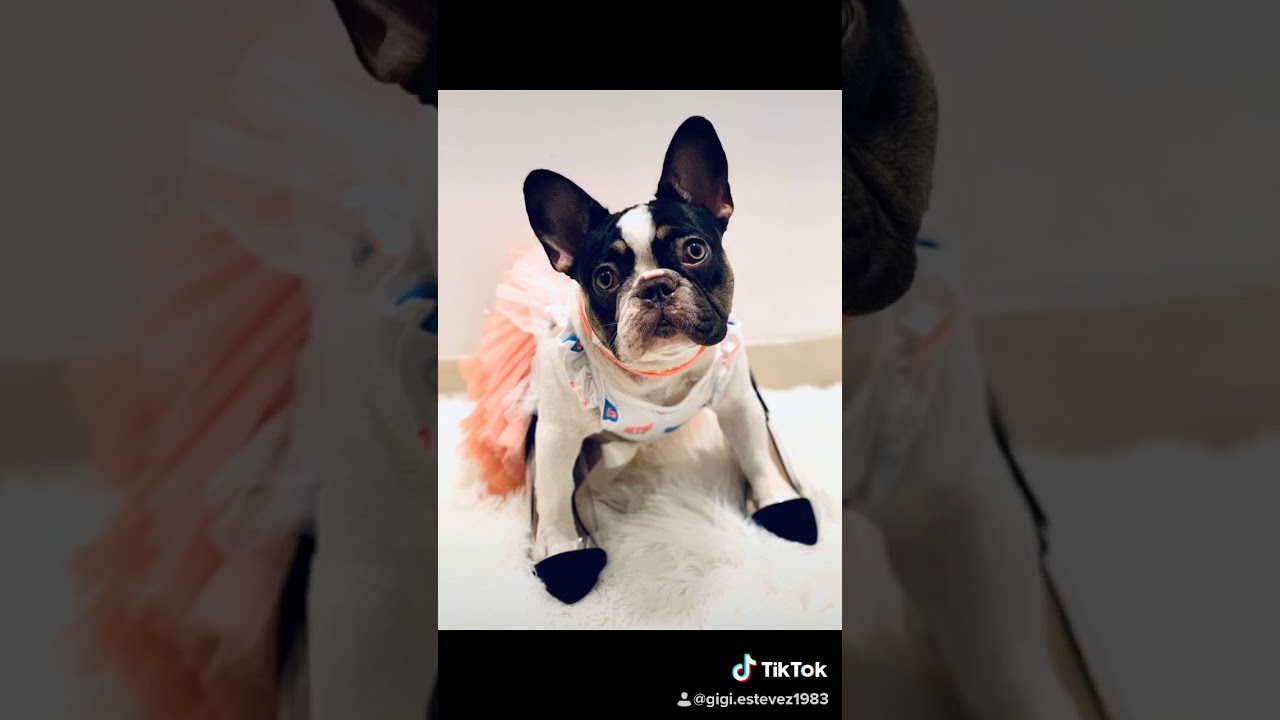 French bulldog ️ ️ most see - YouTube