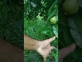 guava harvesting  अमरूद की तुडाइ