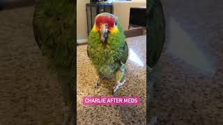 Charlie, red lored amazon showing off his voice after his nightly meds