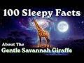 100 Sleepy Facts About The Gentle Savannah Giraffe to Fall Asleep To — No Adverts