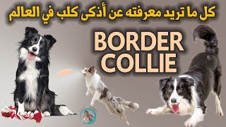أكثر 10 حقائق مذهلة لا تعرفها عن أذكى كلب في العالم | كلاب البوردركولي  | Border Collie Dog