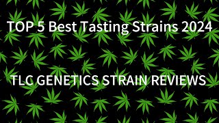 Top 5 Best Tasting Strains 2024: The TLC Genetic Show