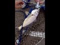 Parceria Blos capturando uma corvina