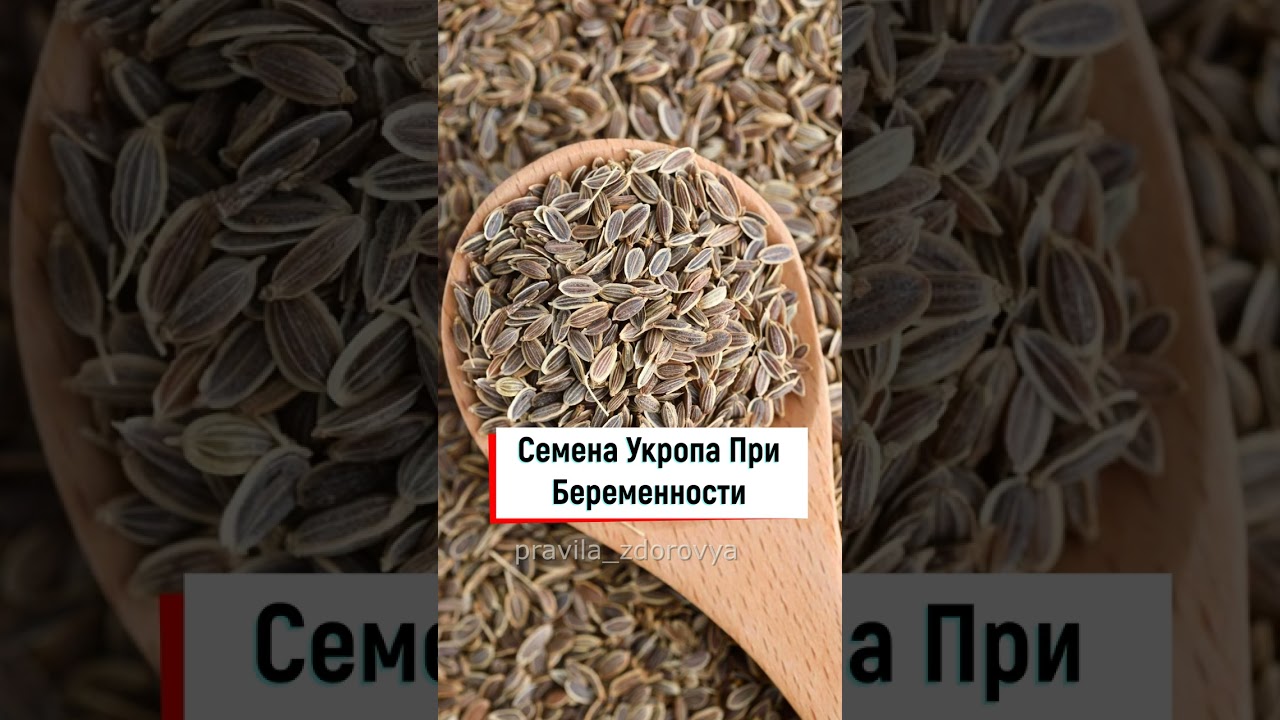 Семена Укропа При Беременности