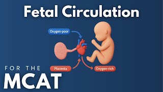 MCAT Fetal Circulation Explained in 4 Minutes