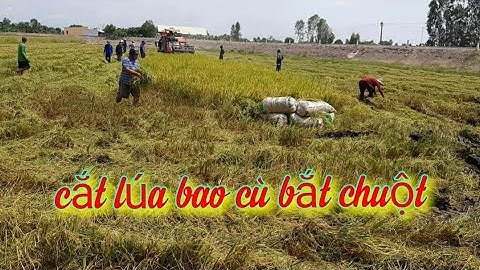 Cắt lúa bao cù bắt chuột ở miền tây và món chuột đồng nướng thơm lừng.