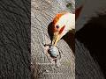 Red-billed Oxpecker #nature #animals #oxpecker #shorts #wildlife