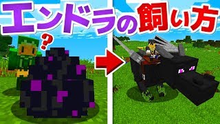 【マインクラフト】自分だけのエンダードラゴンを飼い慣らす方法【ゆっくり実況】