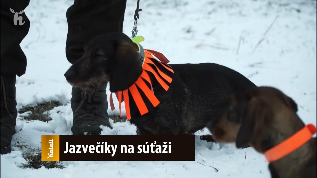 Jazvečíky na súťaži