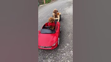 Gassy Run 3D - Gameplay Walkthrough Part 2 All Levels 9-15 (Android, iOS) #1646