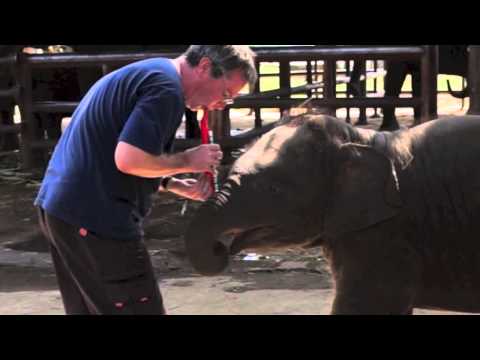 2 Young Elephants Descover a Red Clarinet - 2 Young Elephants Descover a Red Clarinet