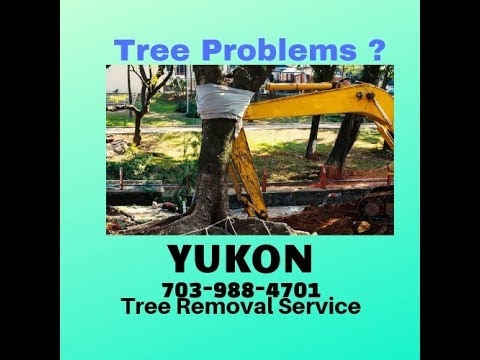 Tree Removal Service Alexandria | Tree Removal and Trimming Services Alexandria (Virginia)