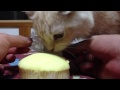 ピカチュウのミニ蒸しケーキバナナ japan pokemon pikachu bread