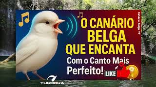 Canário Belga Que Deixa Todos Sem Palavras! CANTO CAMPAINHA! Pássaros Flix