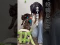 沖縄から雪国福井へ：寒いのでお洋服着せてもらってたよ
