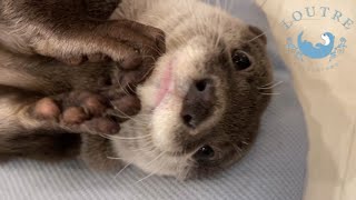 The Otter's Secret to Being Loved by Women