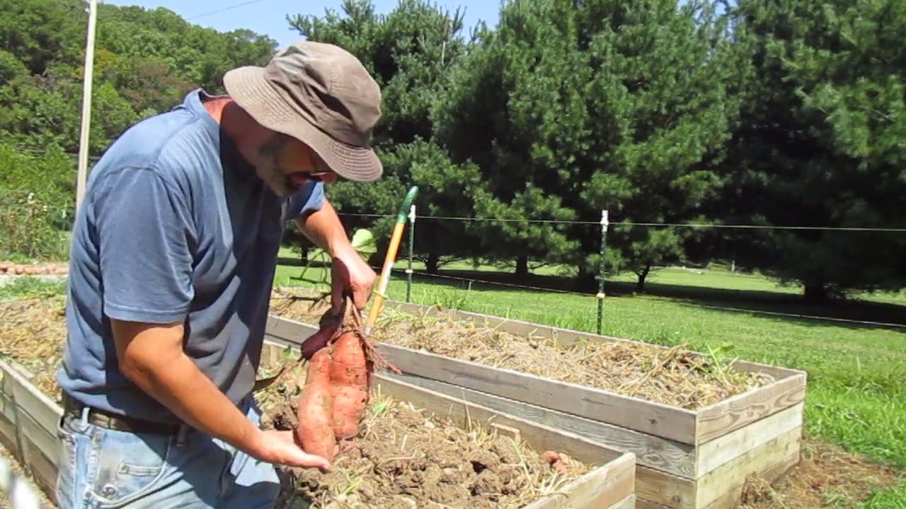 Kentuckiana Sweet Potato Harvest from Raised Beds, August 2024