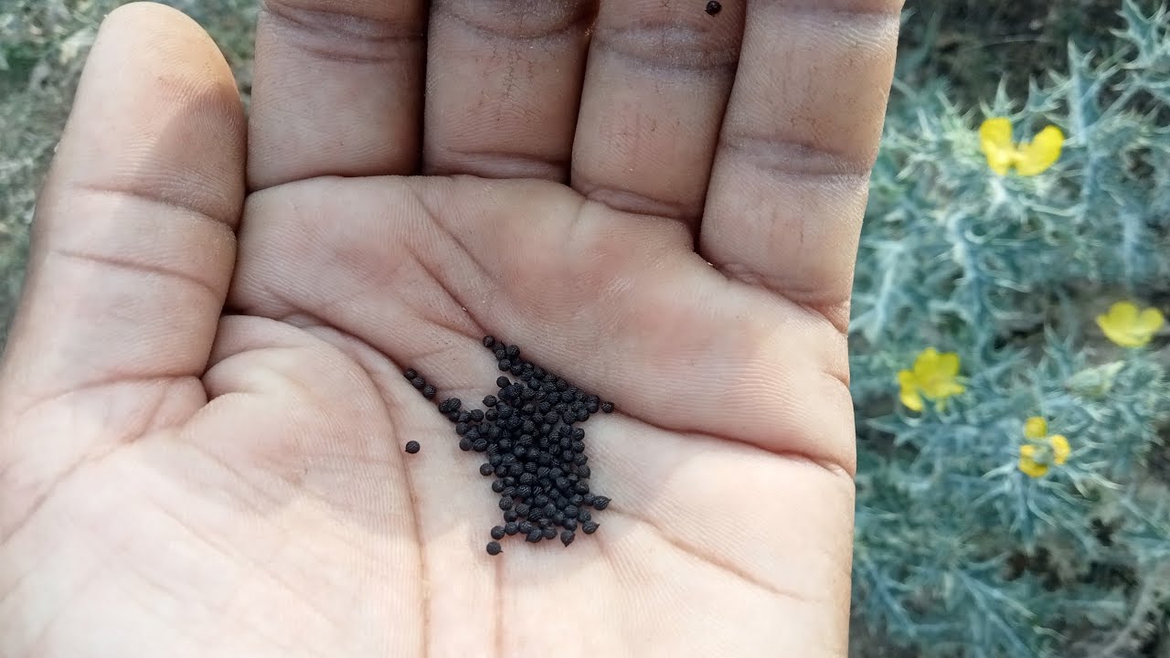 सत्यानाशी का तेल कैसे बनता है ? satyanashi ka tel kaise banta hai ,