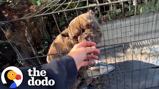 French Bulldog Found In A Crate In A Parking Lot Heals From The Inside Out | The Dodo