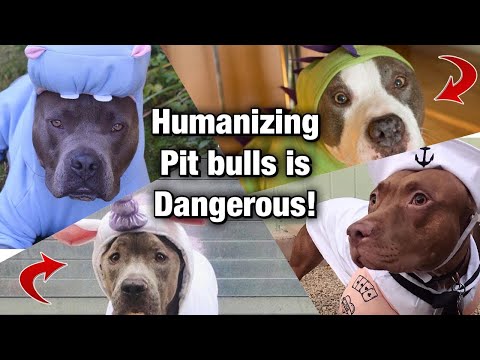 วีดีโอ: ทำไม Pit Bull อาจเป็นสุนัขสายพันธุ์ที่ใช่สำหรับคุณ