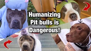 Why treating your pit bull like a HUMAN can be dangerous!