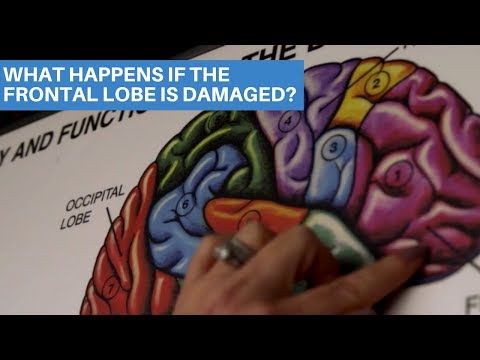What Happens If The Frontal Lobe Is Damaged?