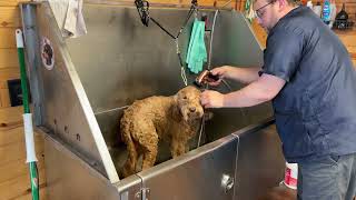 Wet dog for bath by Jarrod Whaley 138 views 4 months ago 1 minute, 51 seconds
