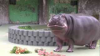 カバのドンにどうぶつ敬老の日の特別メニュー~Hippopotamus eats fruits