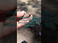 salió la locomotora