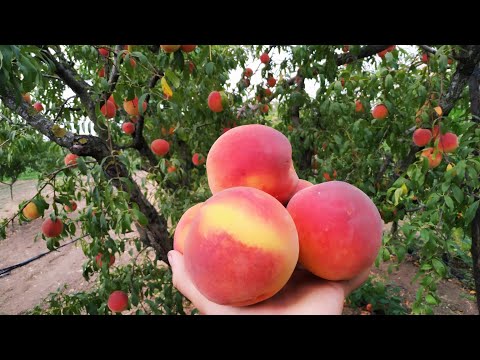 Video: Earligrande Şeftali Meyvesi: Bahçelerde Earligrande Şeftalilerinin Bakımı