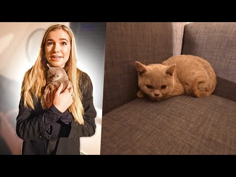 Video: Een nieuw Kitten-huis brengen